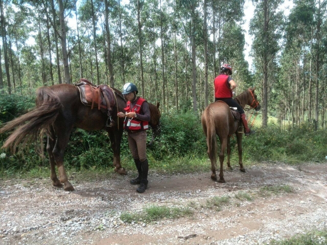 Prueba hipica en el bosque